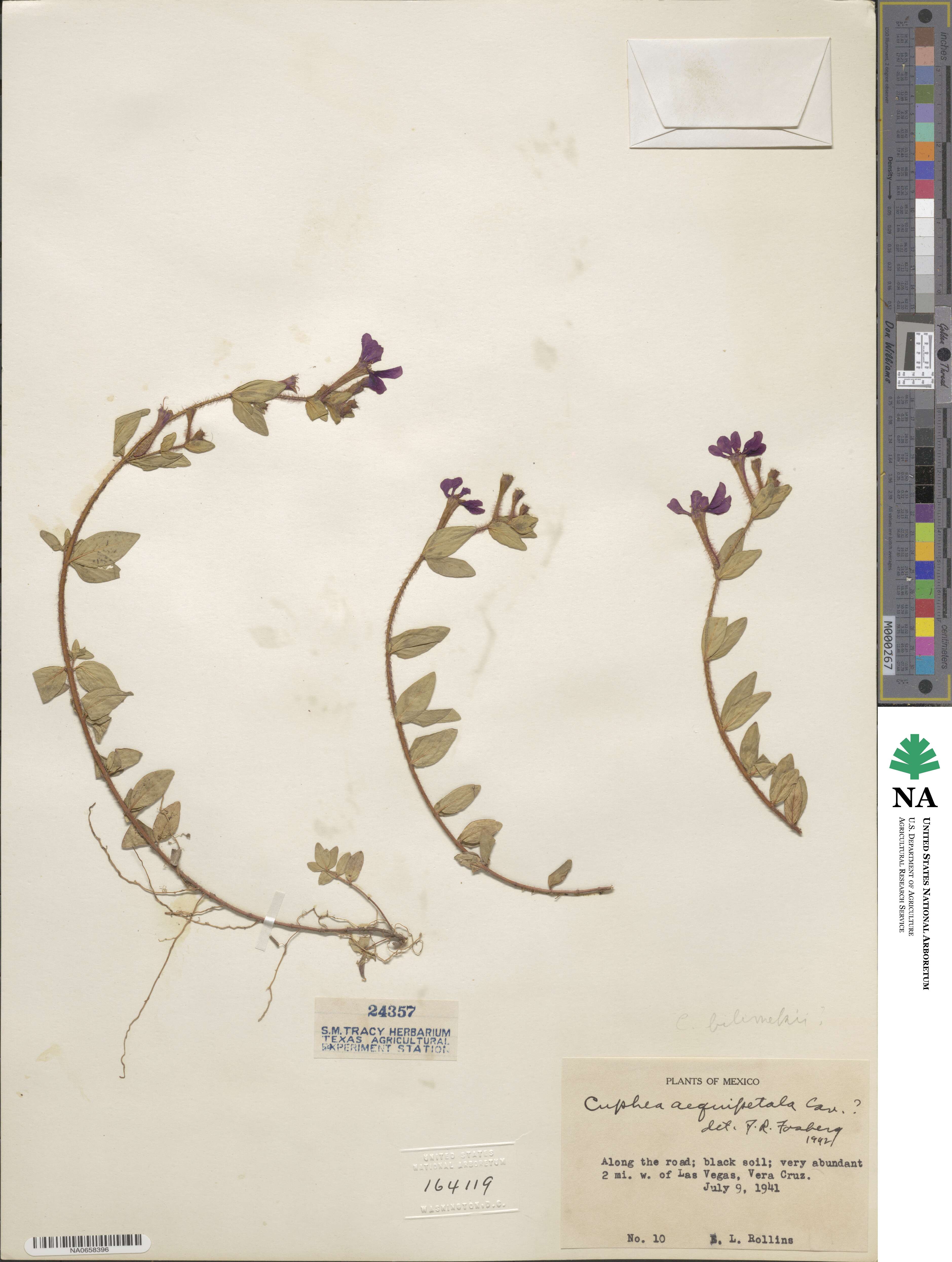 Cuphea aequipetala image