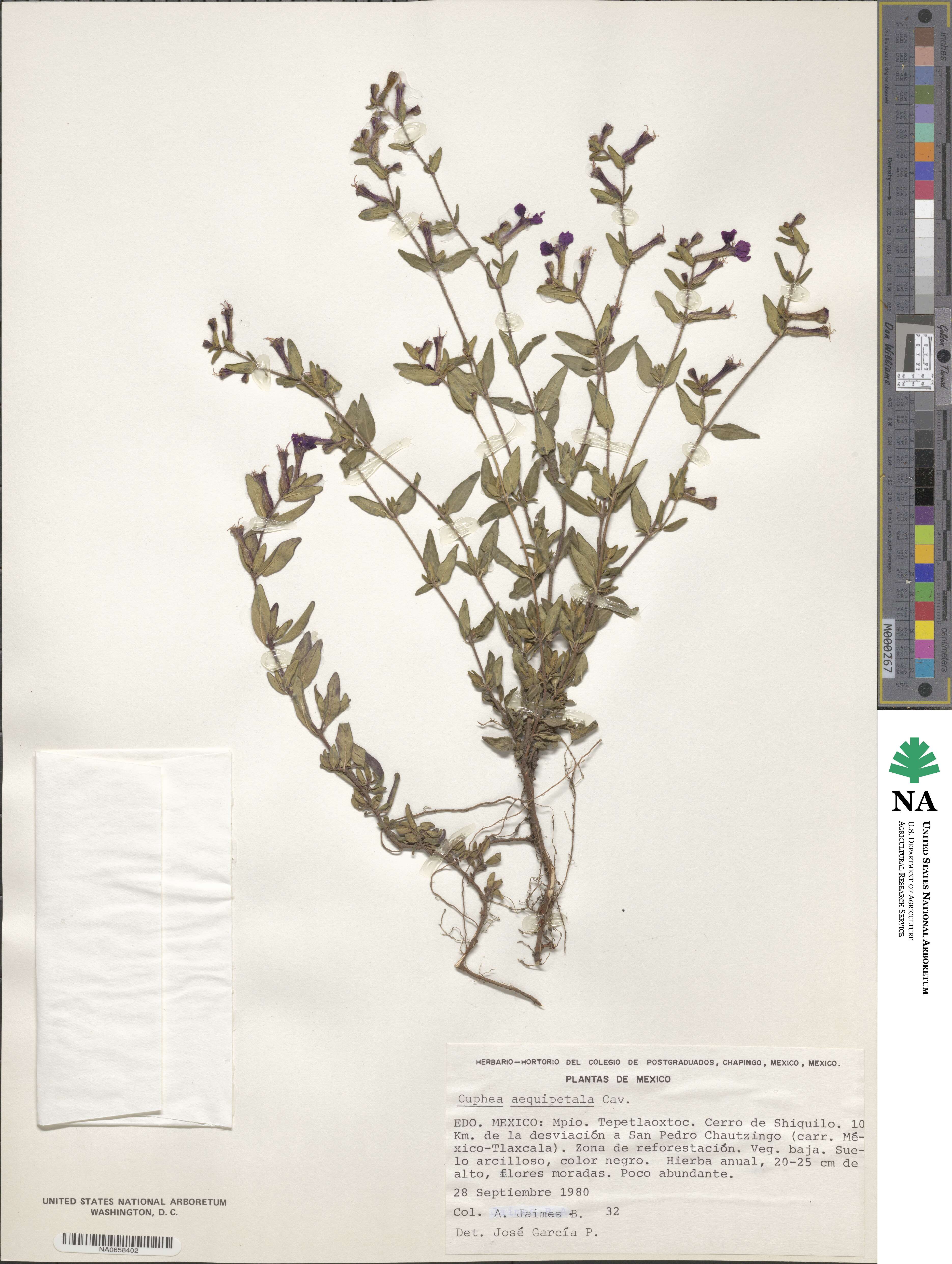 Cuphea aequipetala image