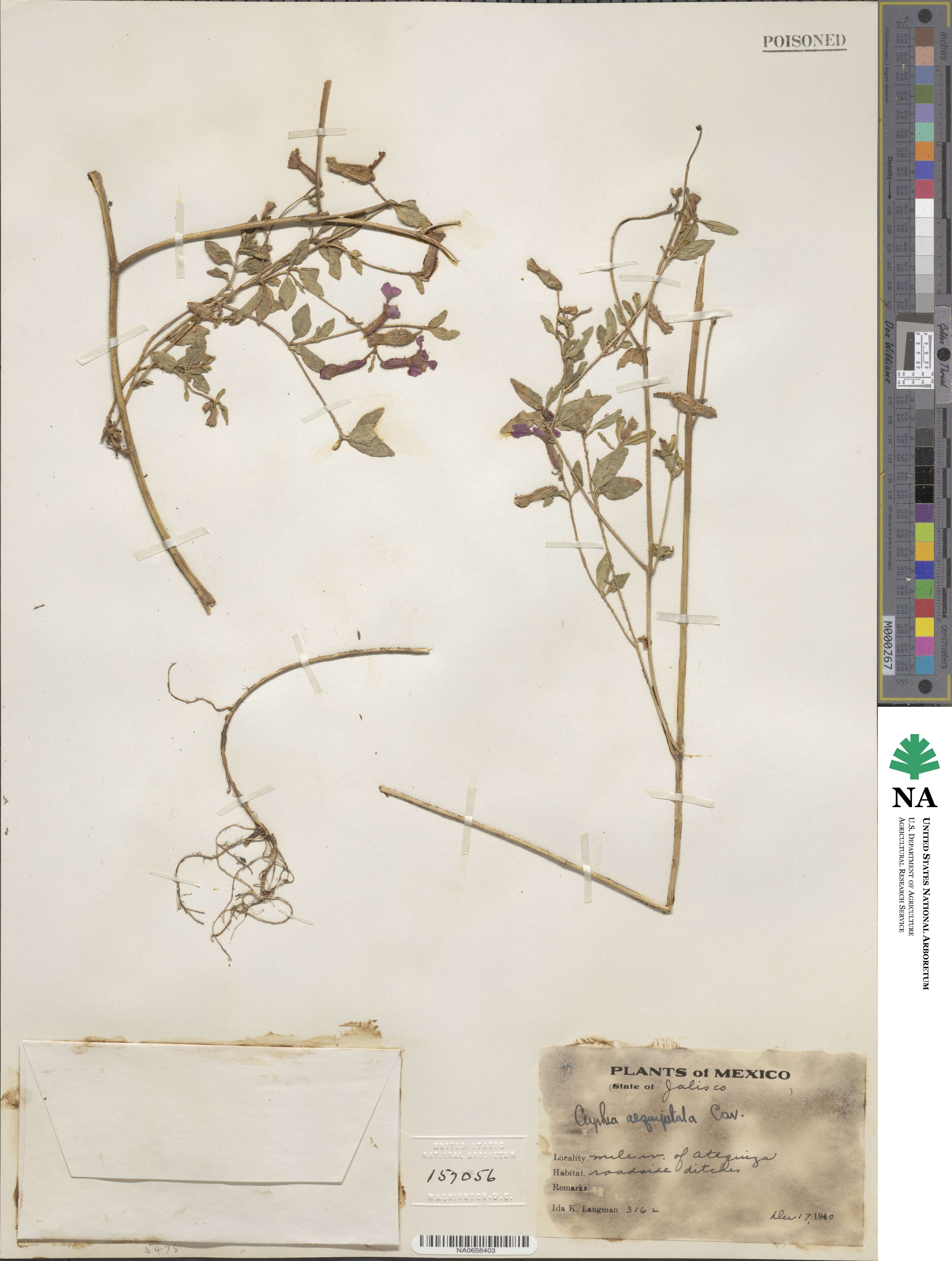 Cuphea aequipetala image