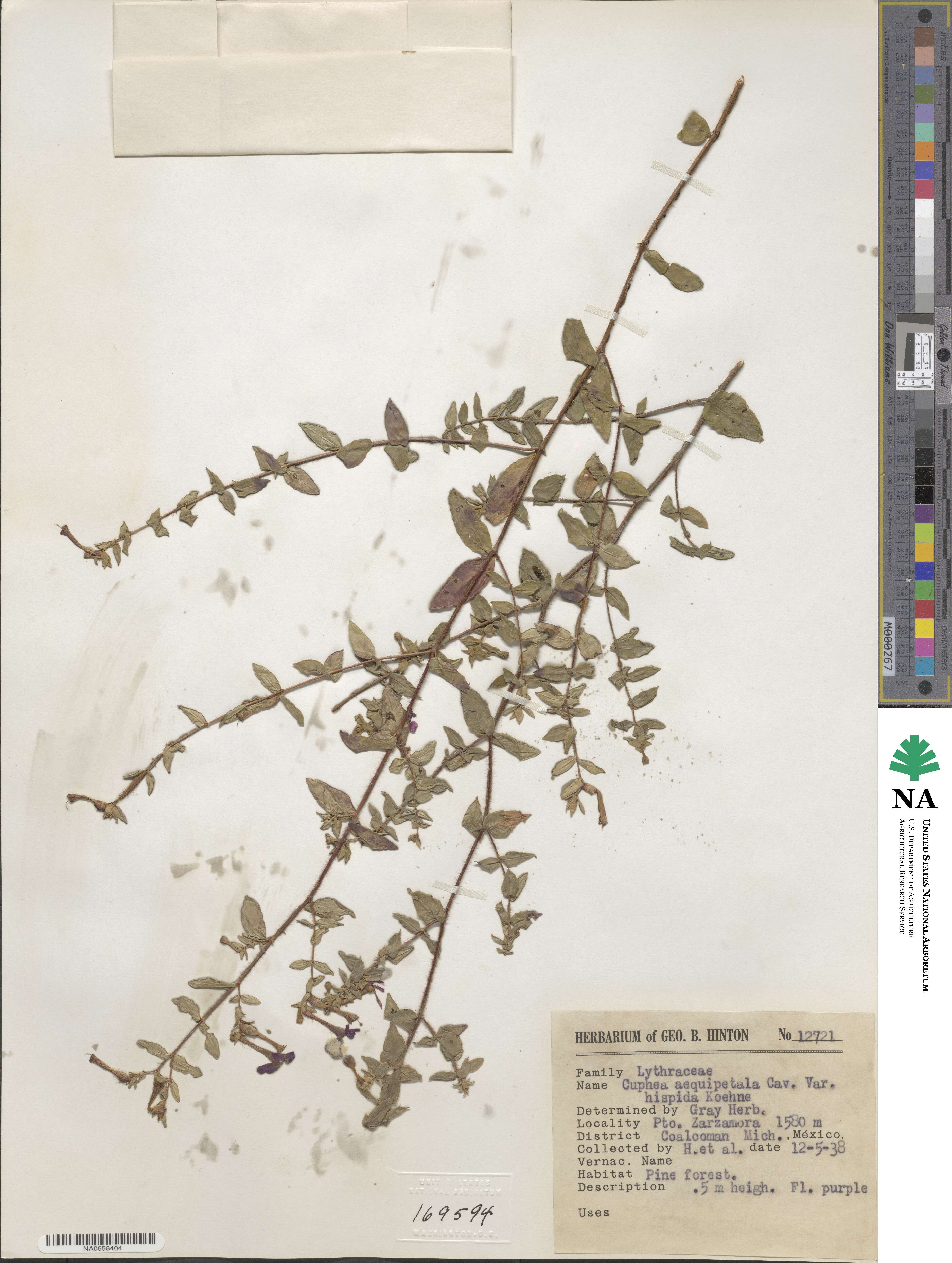 Cuphea aequipetala image