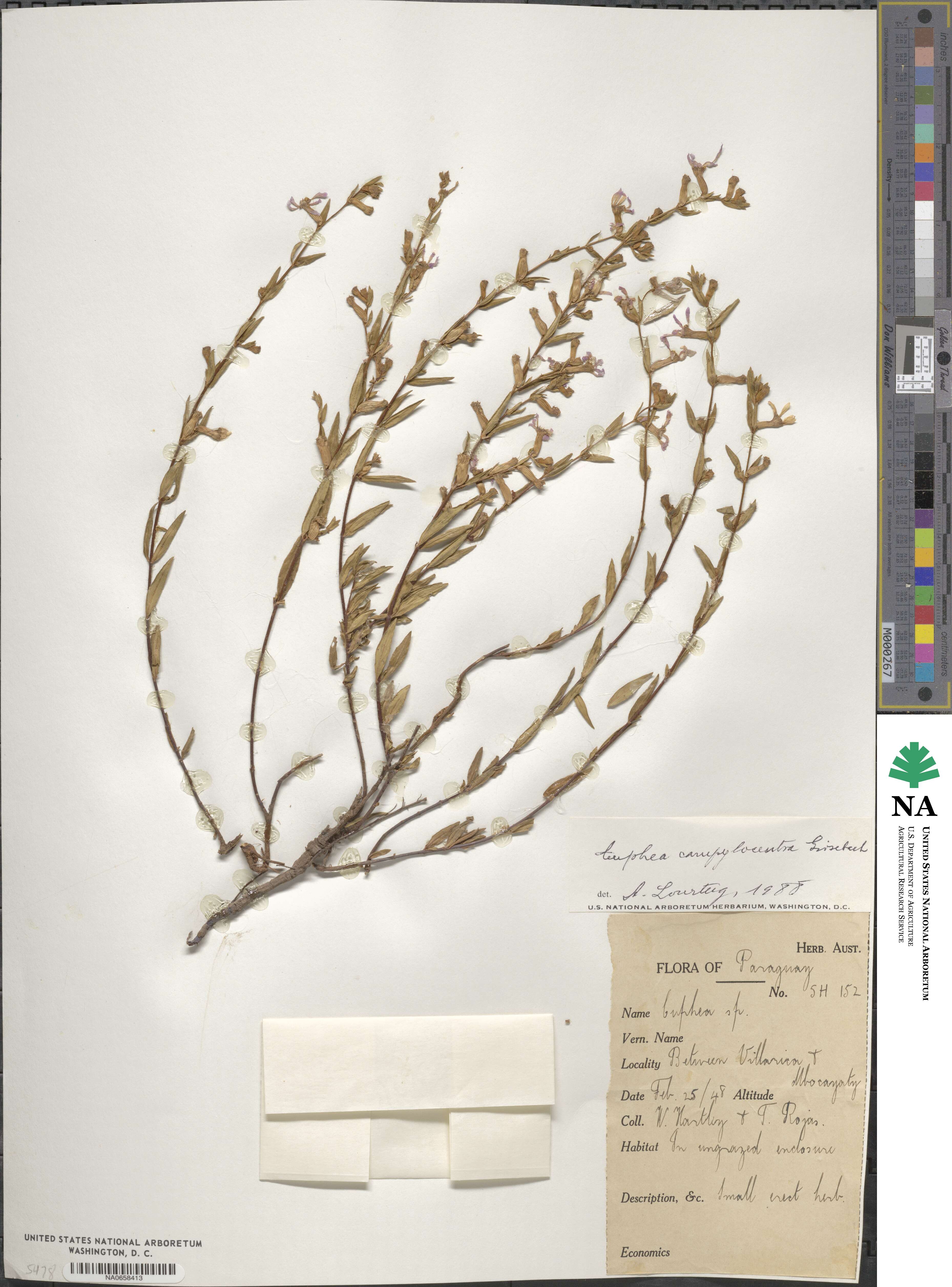 Cuphea campylocentra image