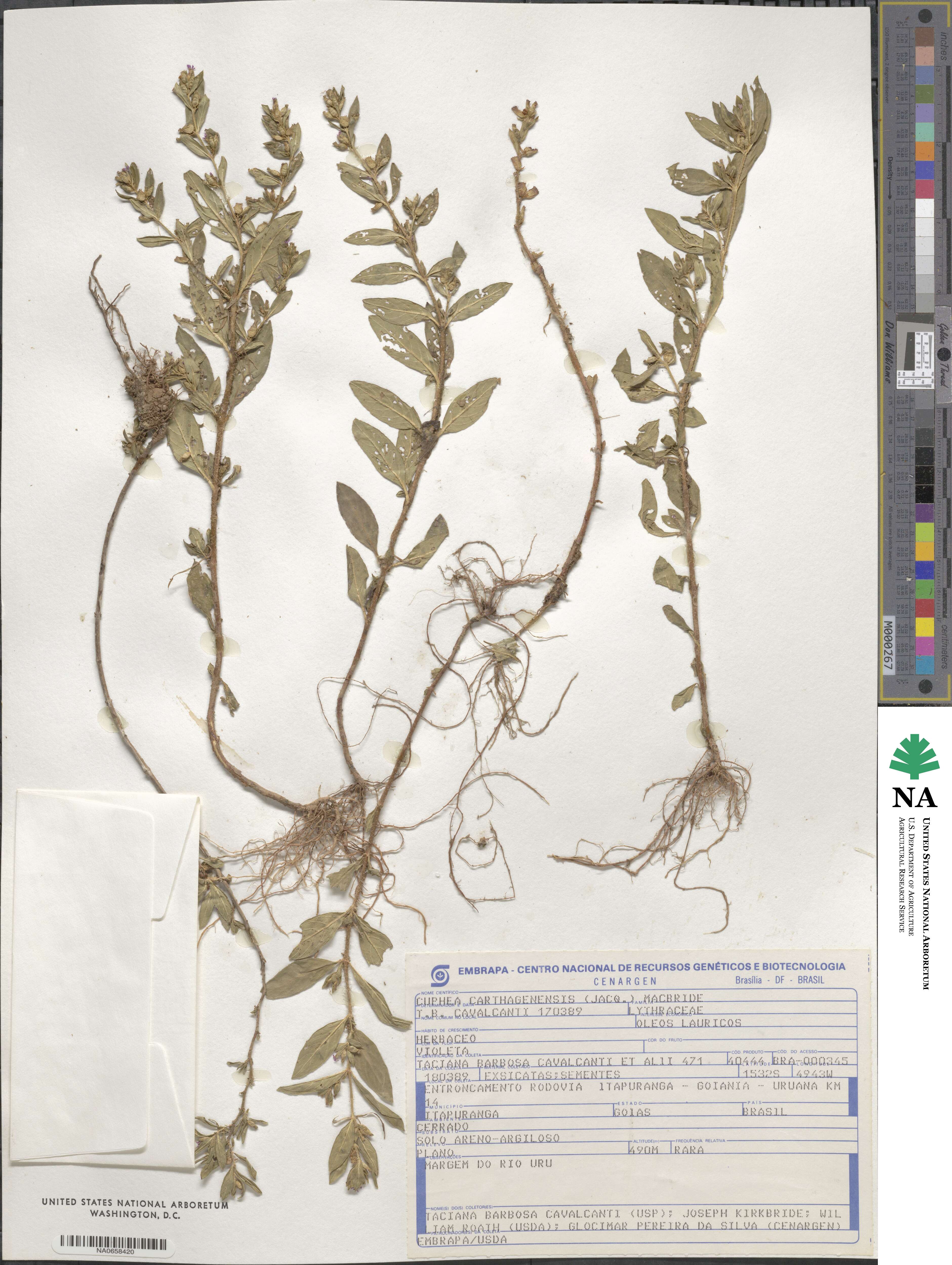 Cuphea carthagenensis image