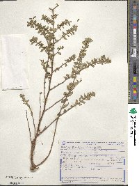 Cuphea carthagenensis image