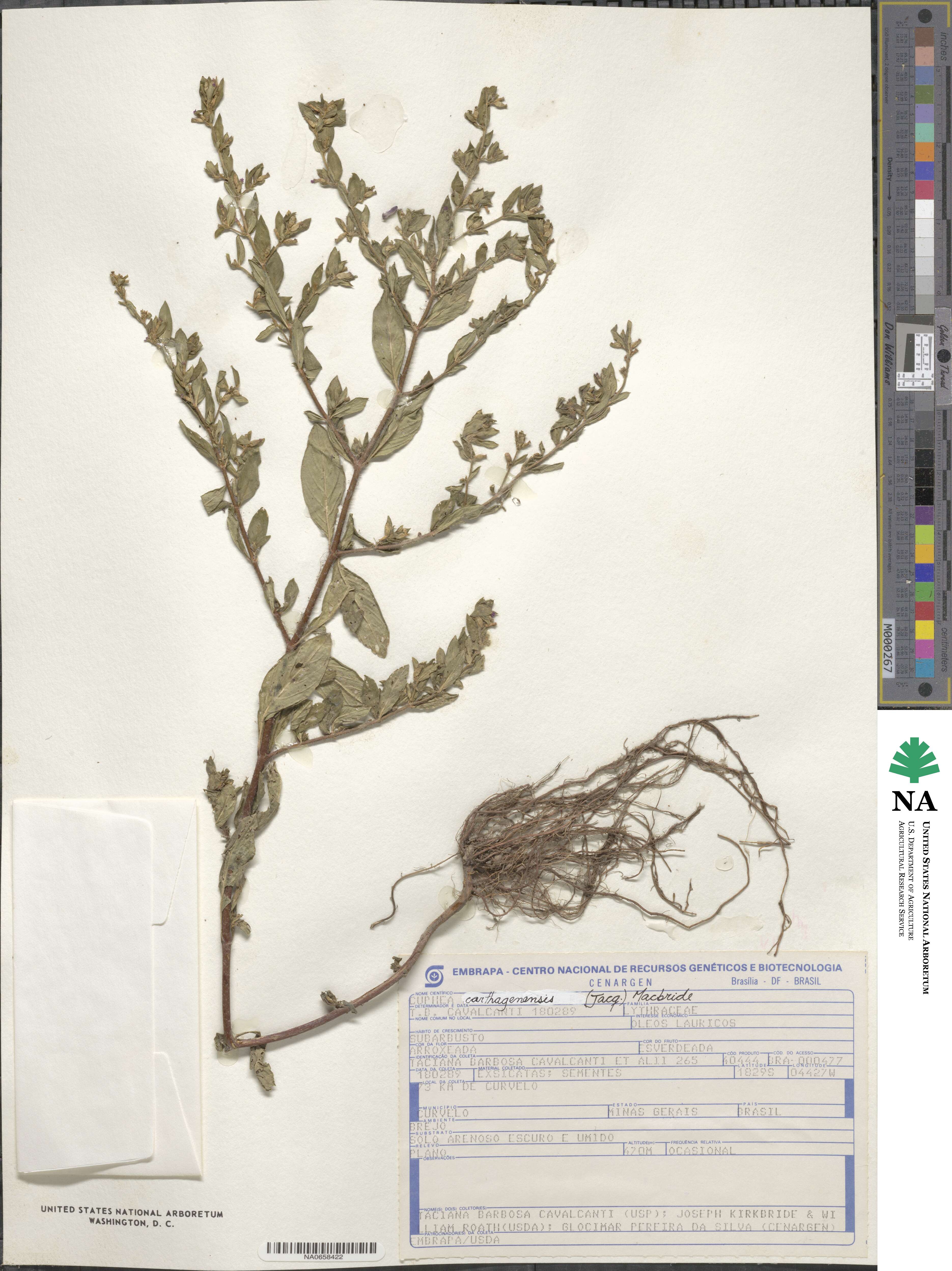 Cuphea carthagenensis image