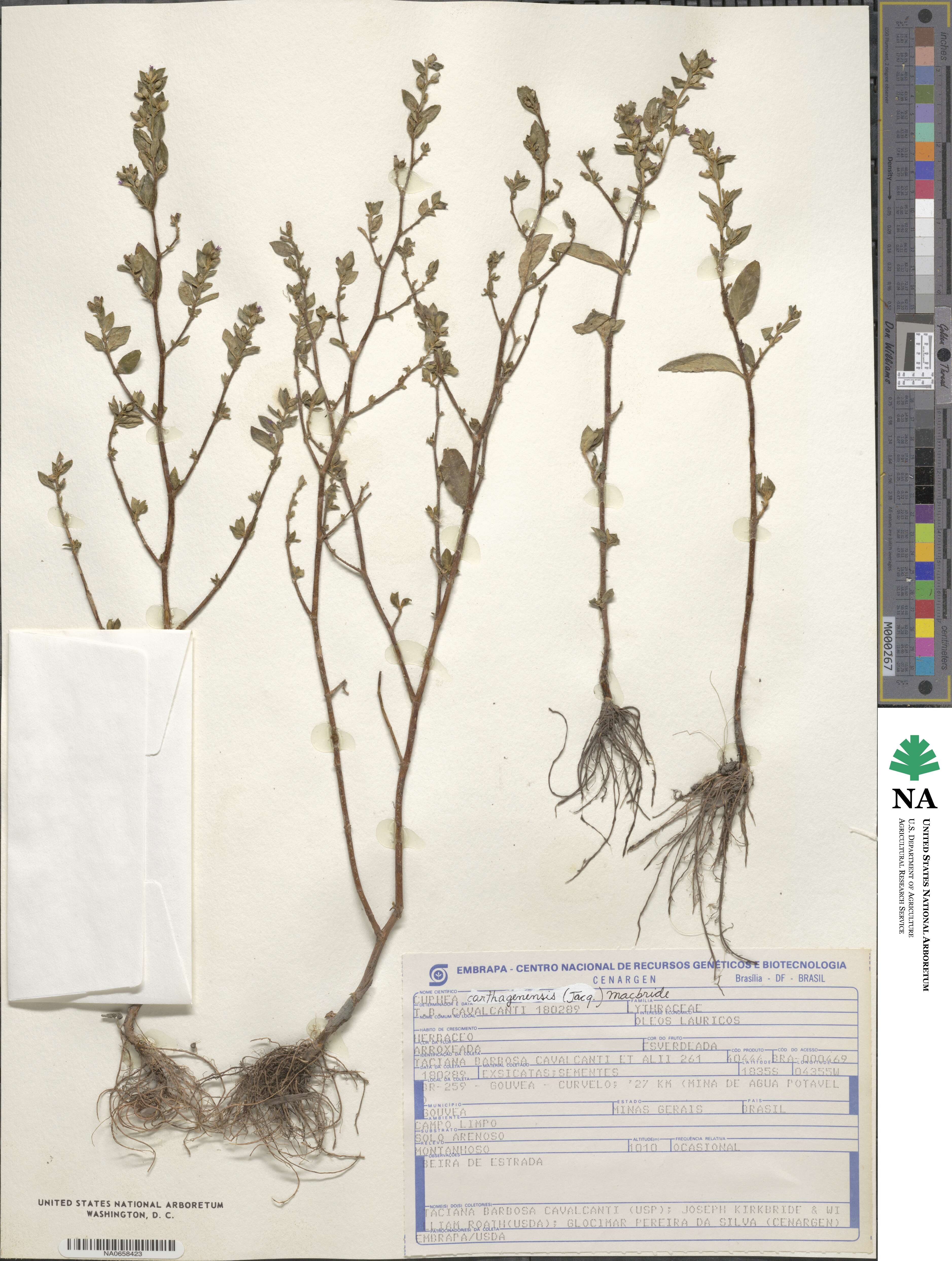 Cuphea carthagenensis image