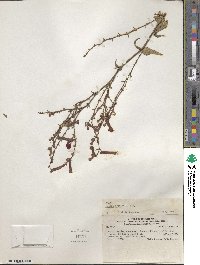 Cuphea cordata image