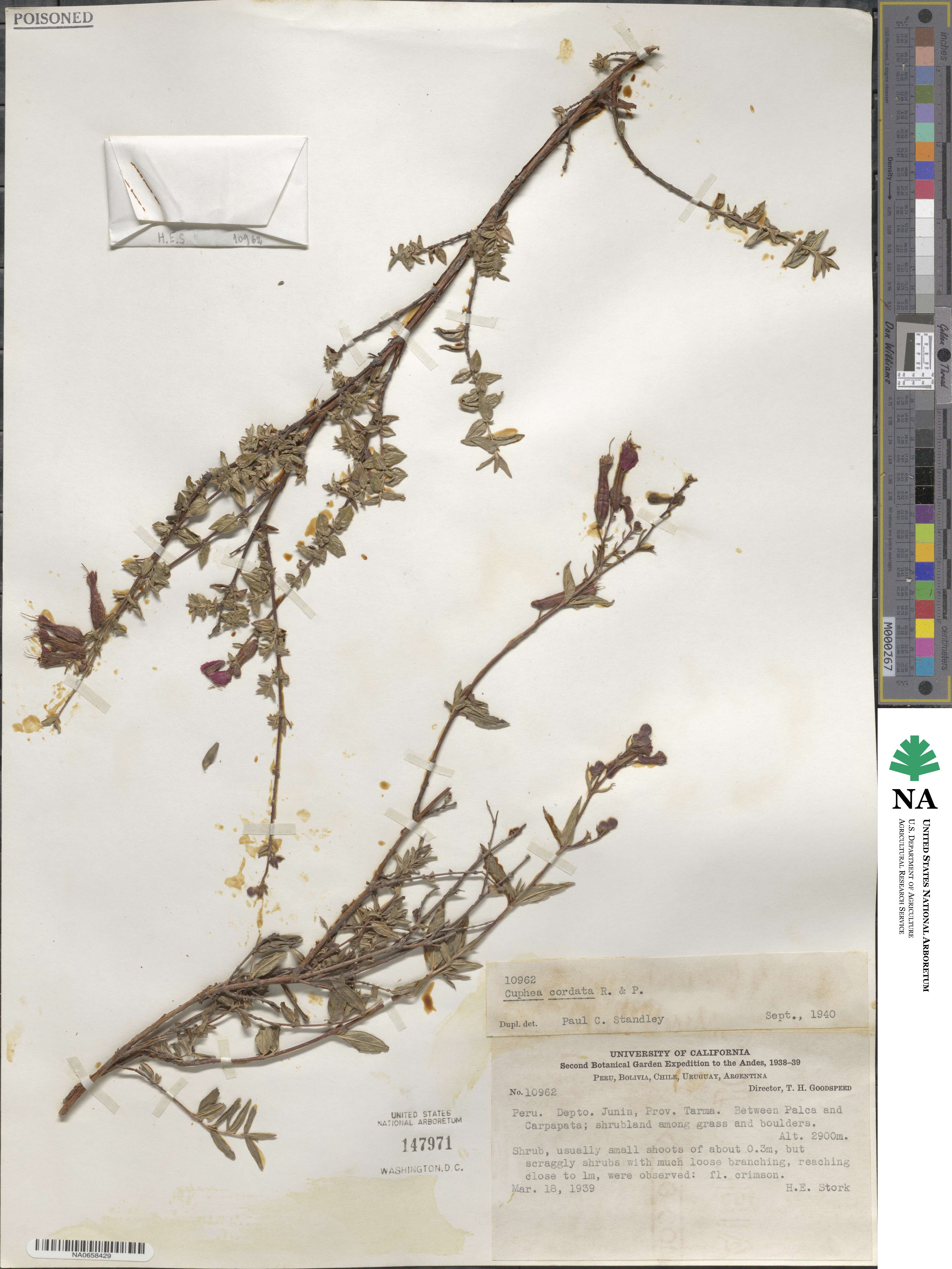 Cuphea cordata image