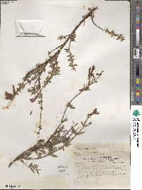 Cuphea cordata image