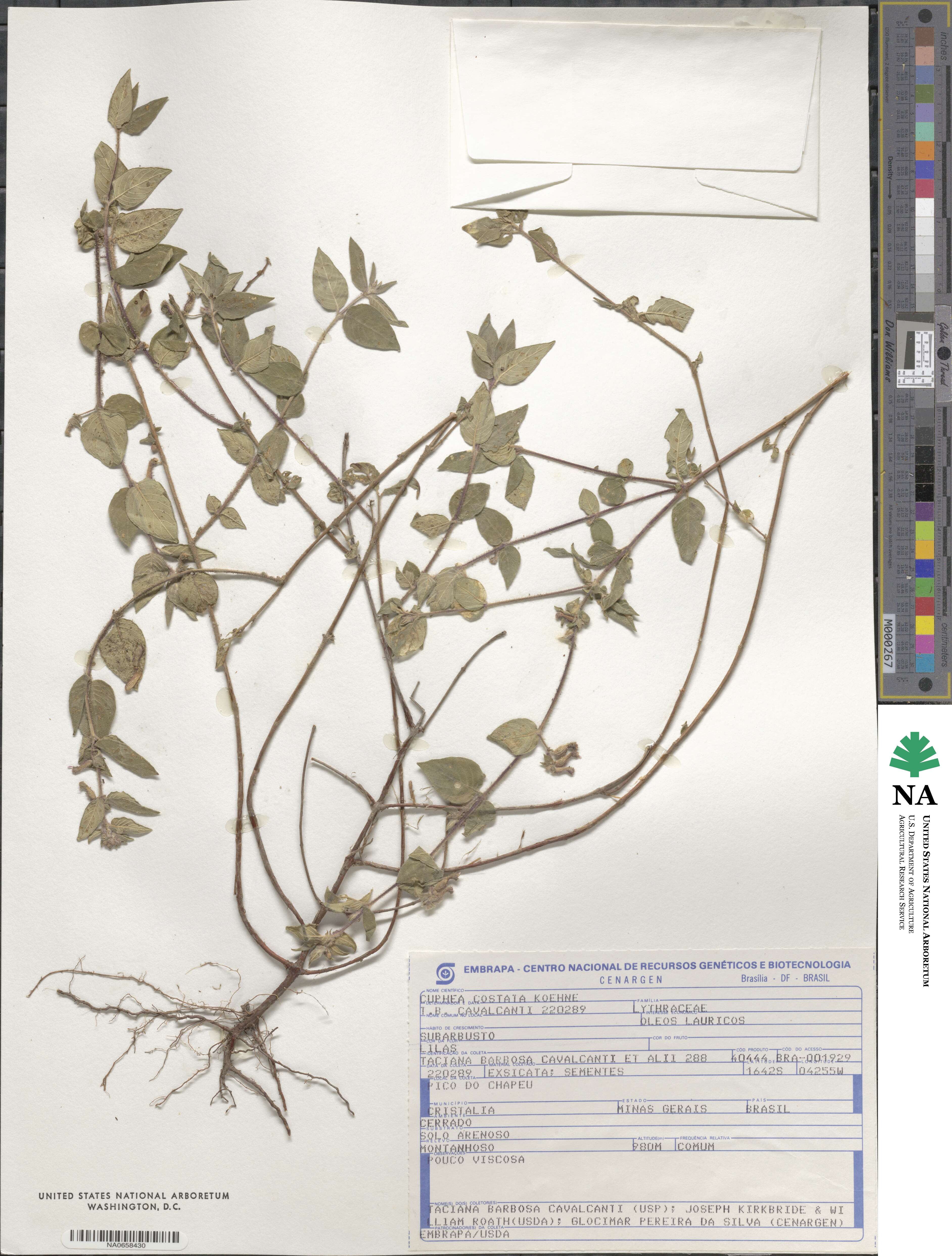 Cuphea sessiliflora image
