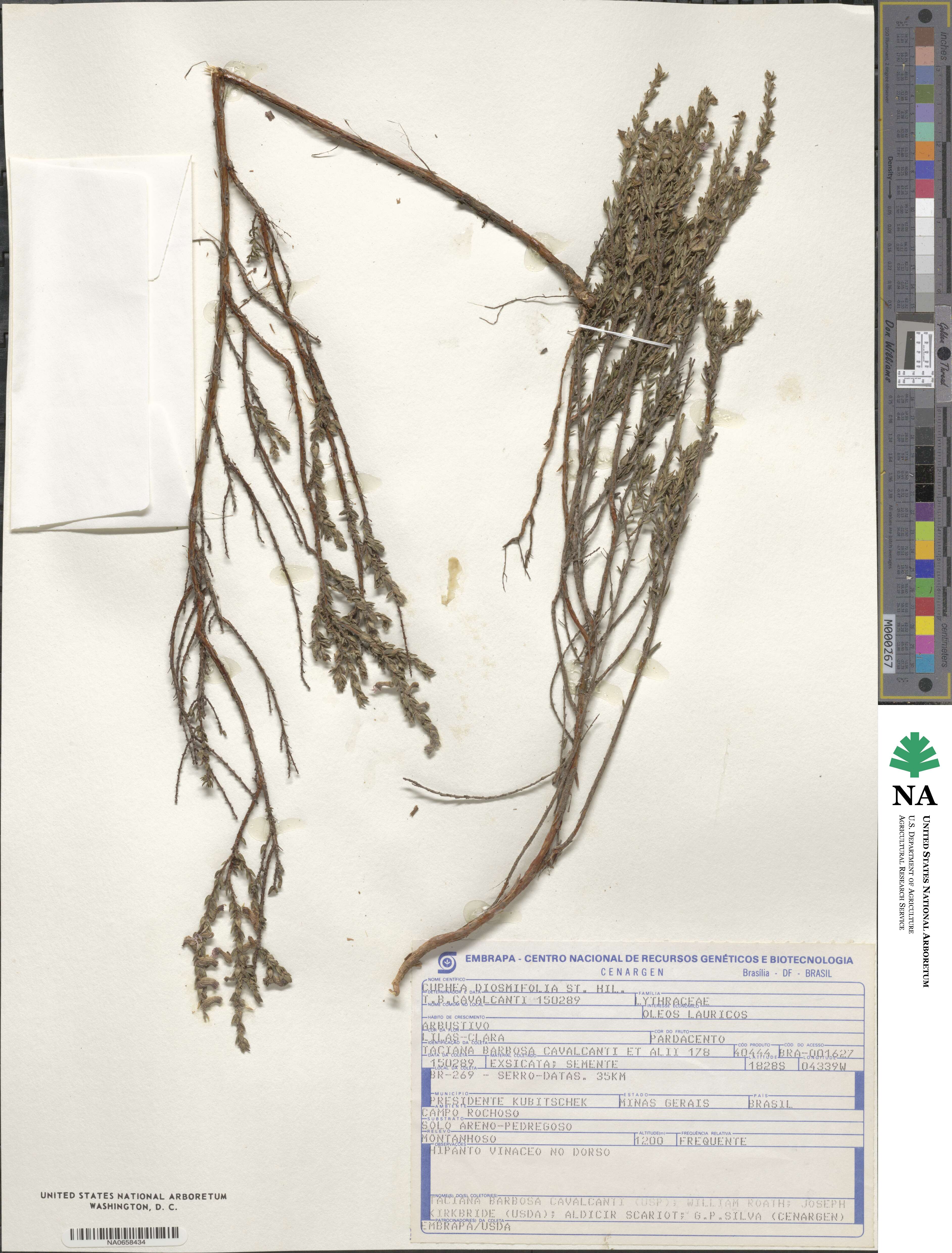 Cuphea diosmifolia image