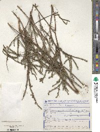 Cuphea diosmifolia image