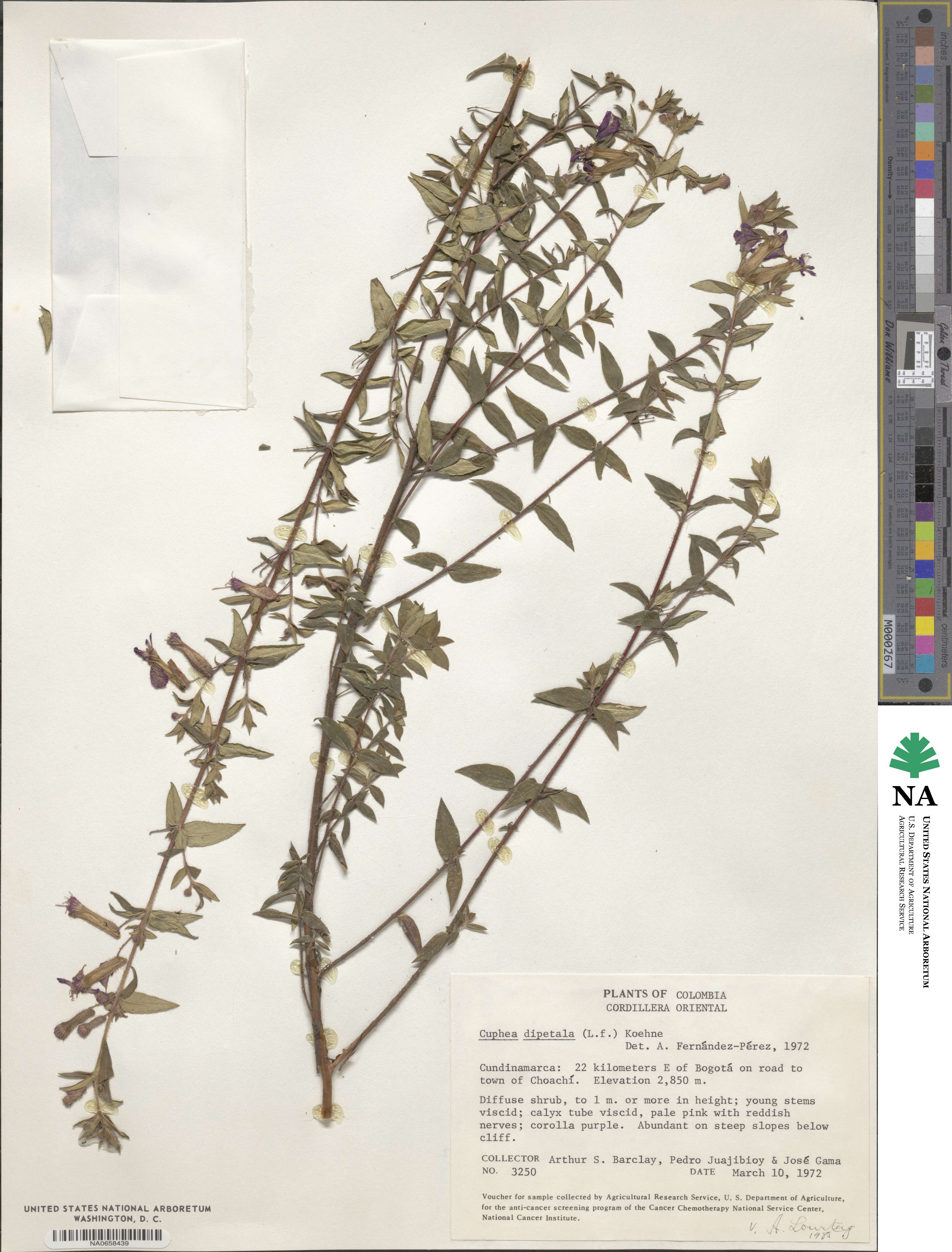 Cuphea dipetala image