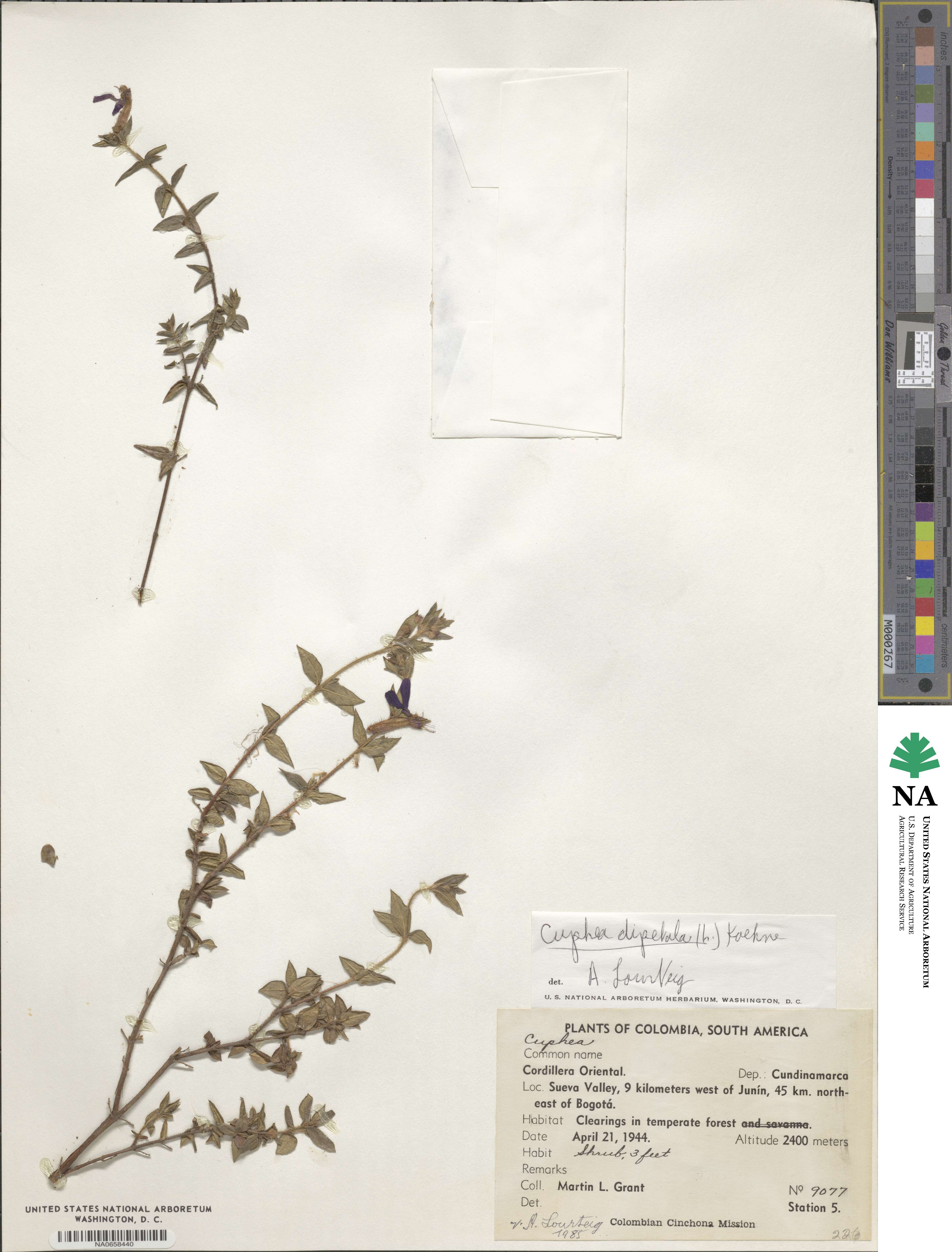 Cuphea dipetala image