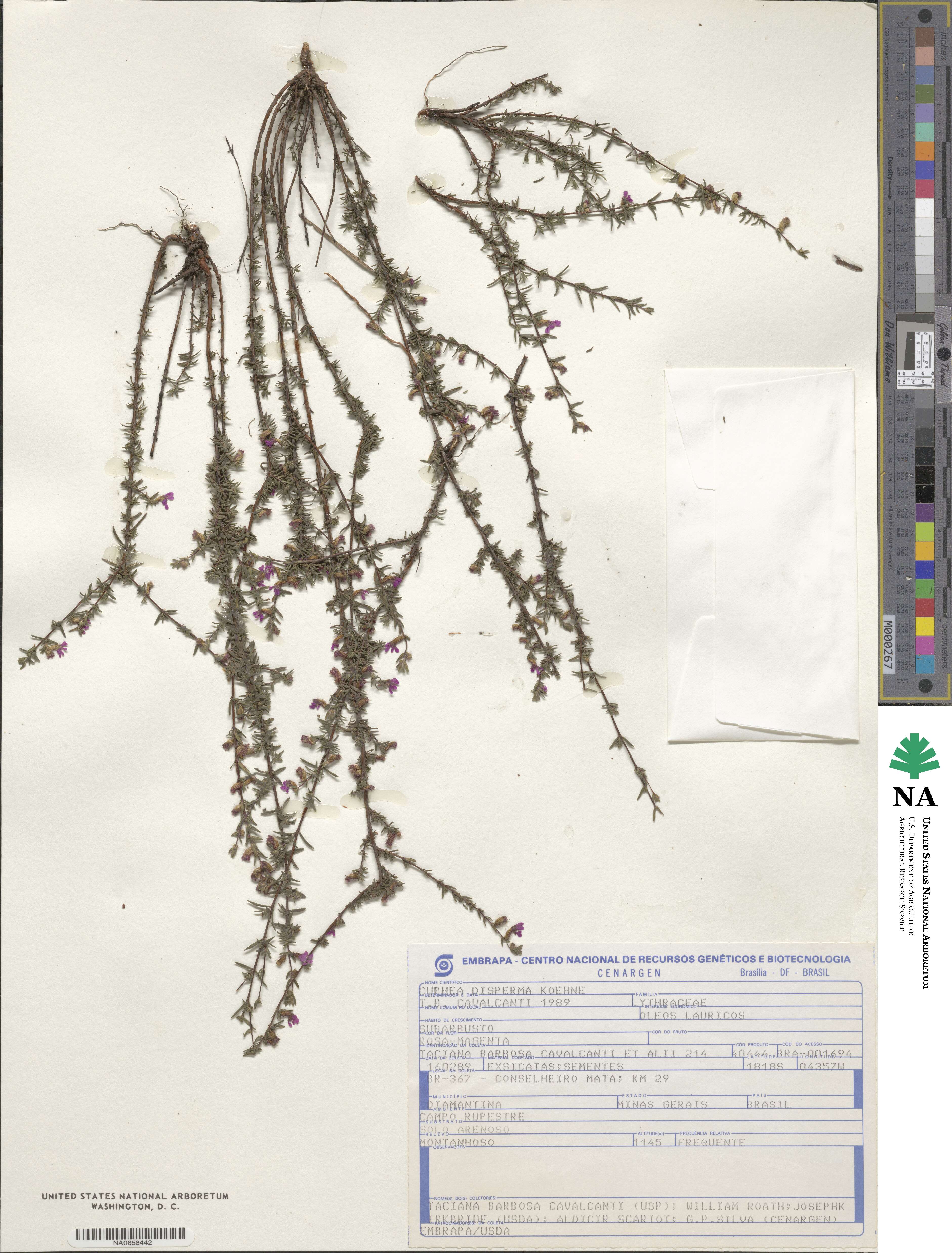 Cuphea disperma image