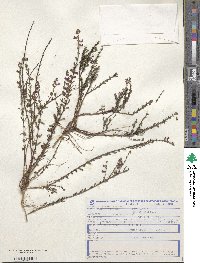 Cuphea disperma image