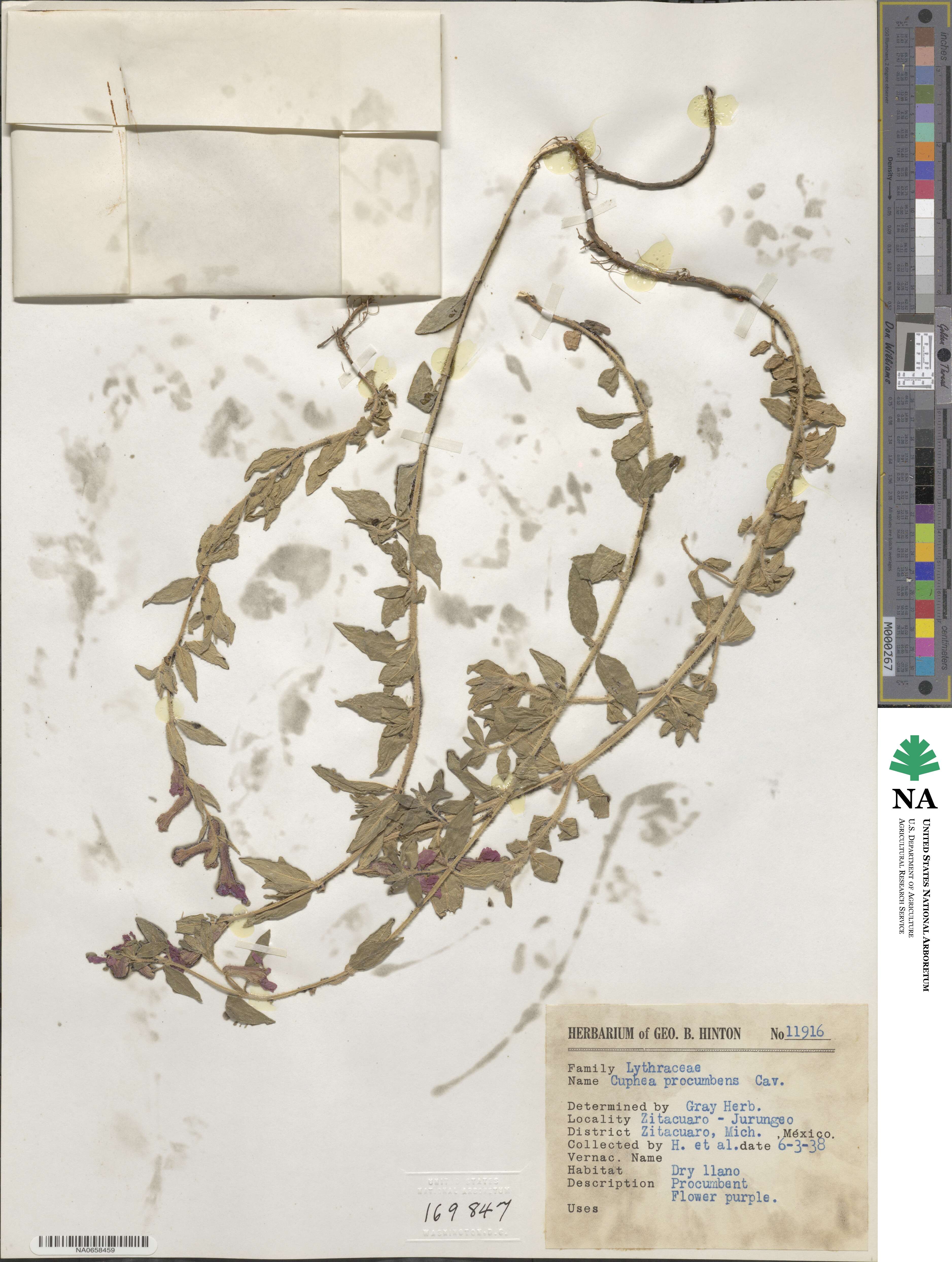 Cuphea procumbens image