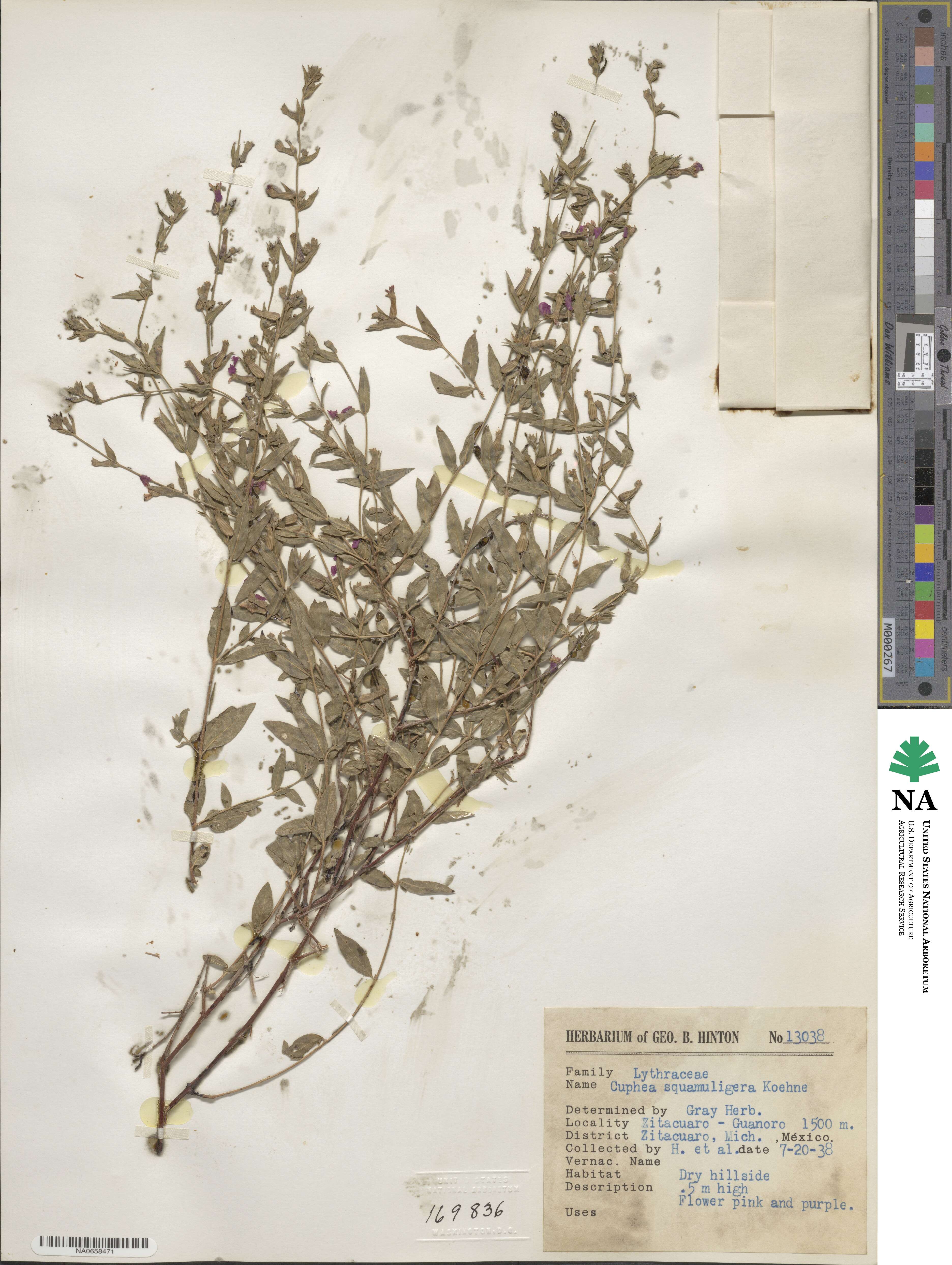 Cuphea lobophora image