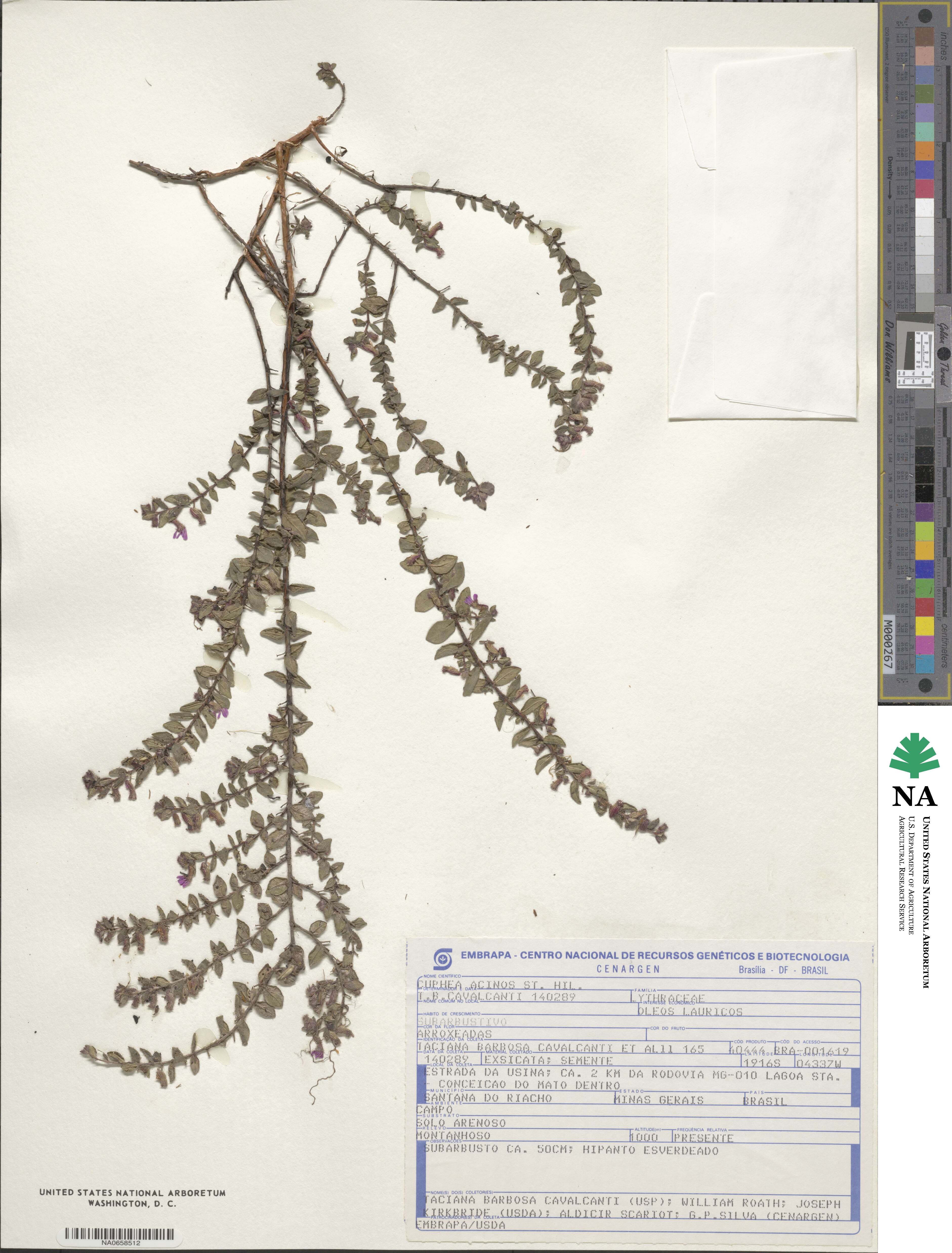 Cuphea acinos image