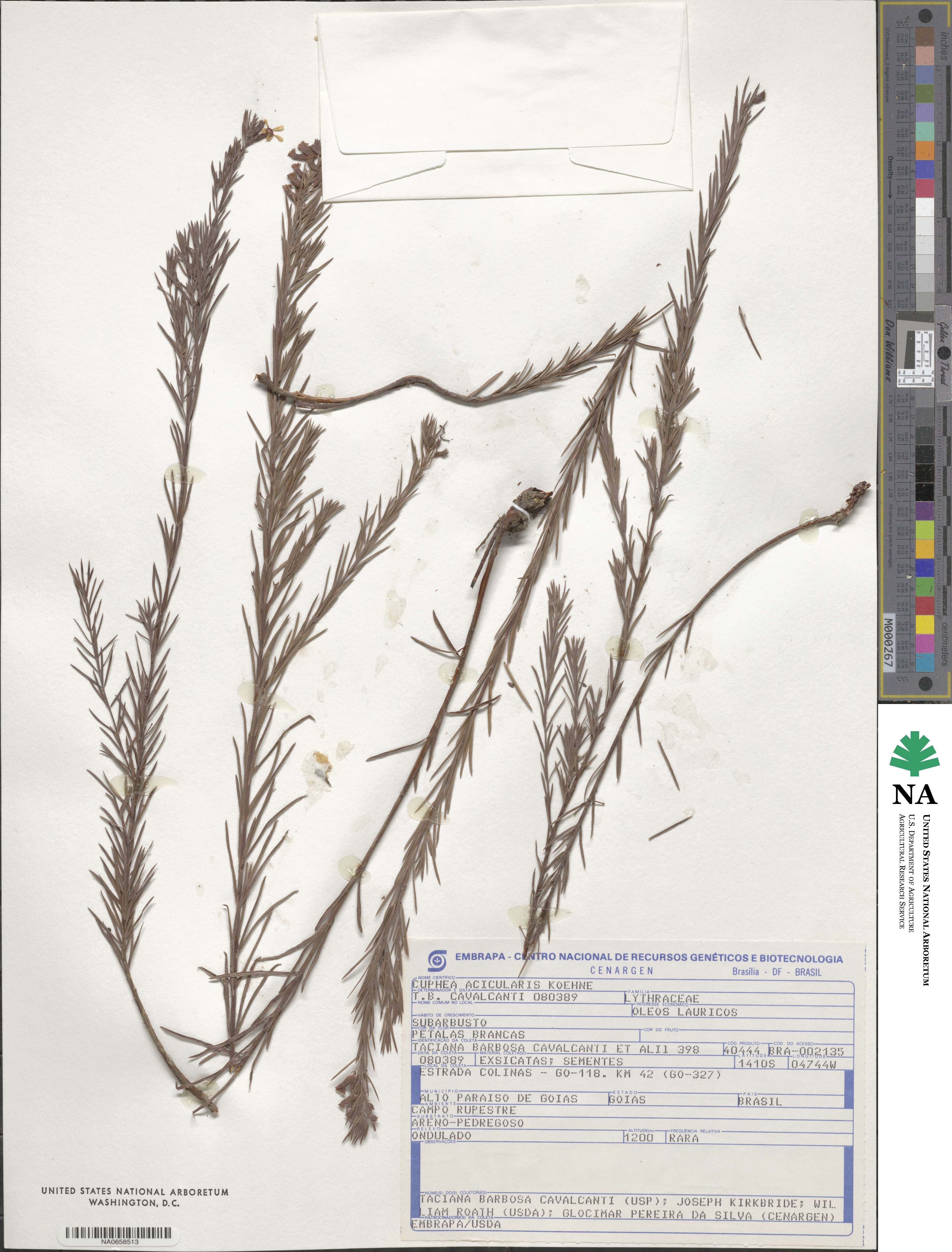 Cuphea acicularis image