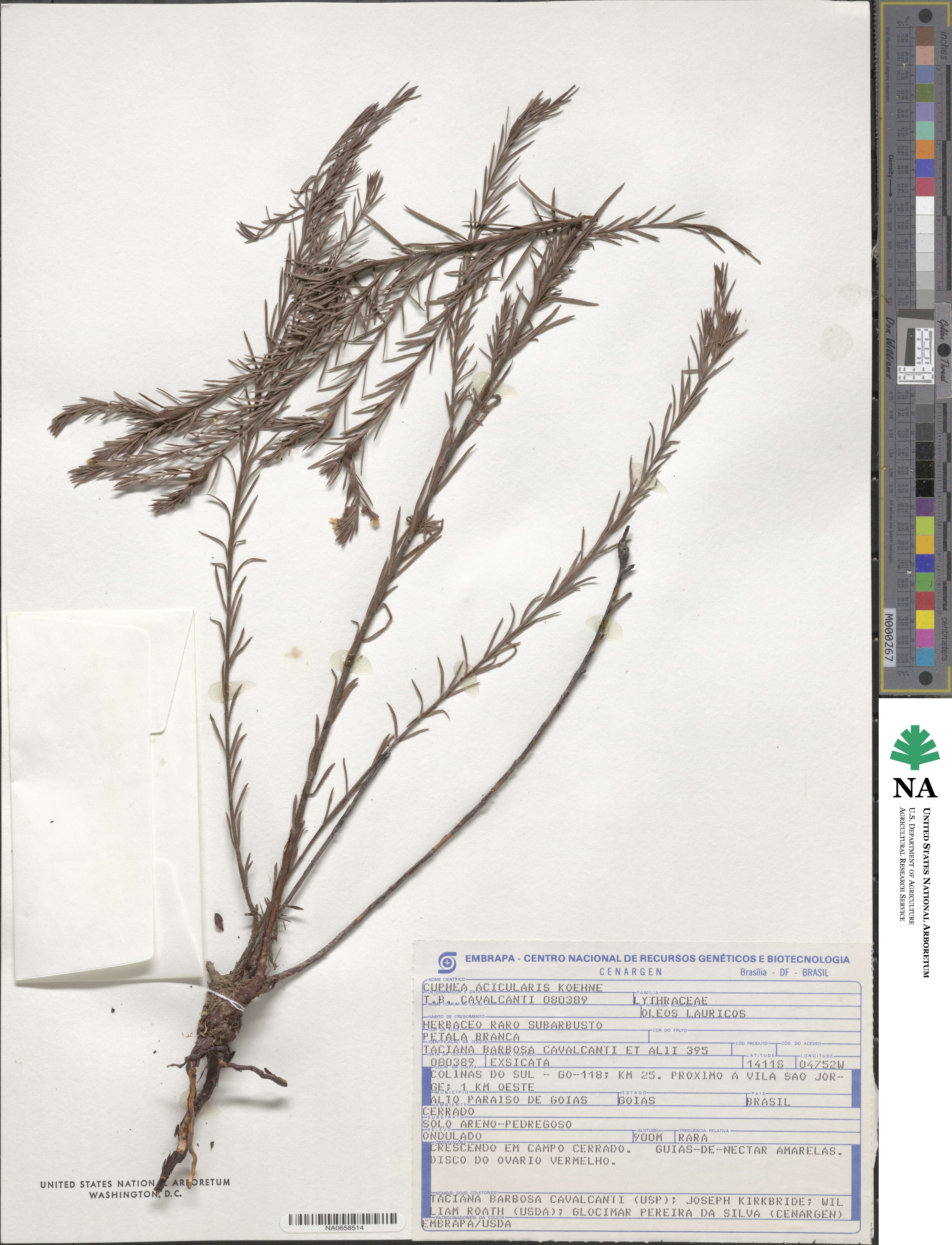 Cuphea acicularis image