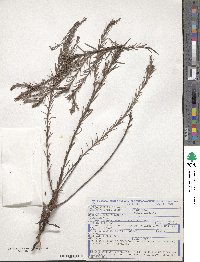 Cuphea acicularis image