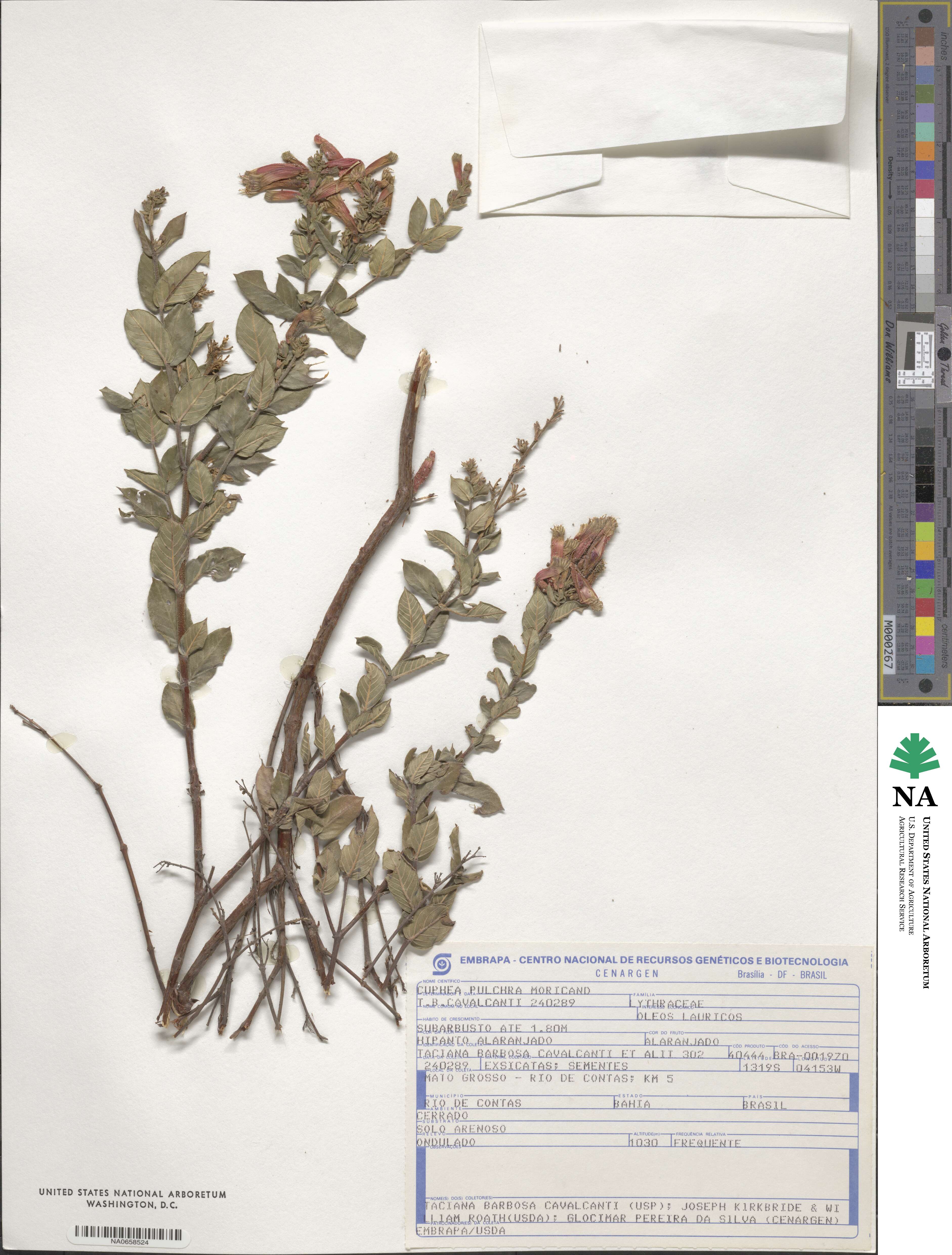 Cuphea pulchra image