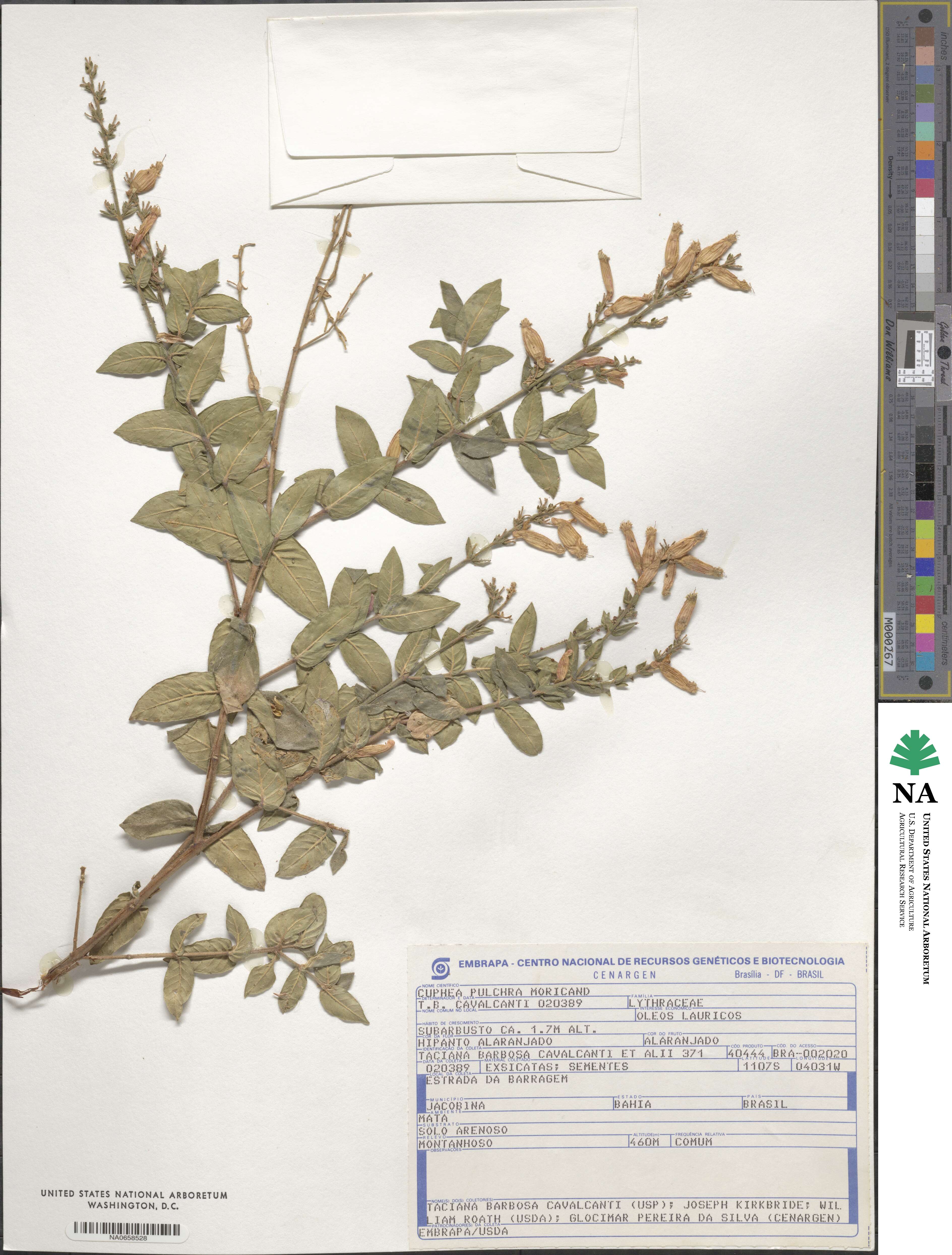 Cuphea pulchra image