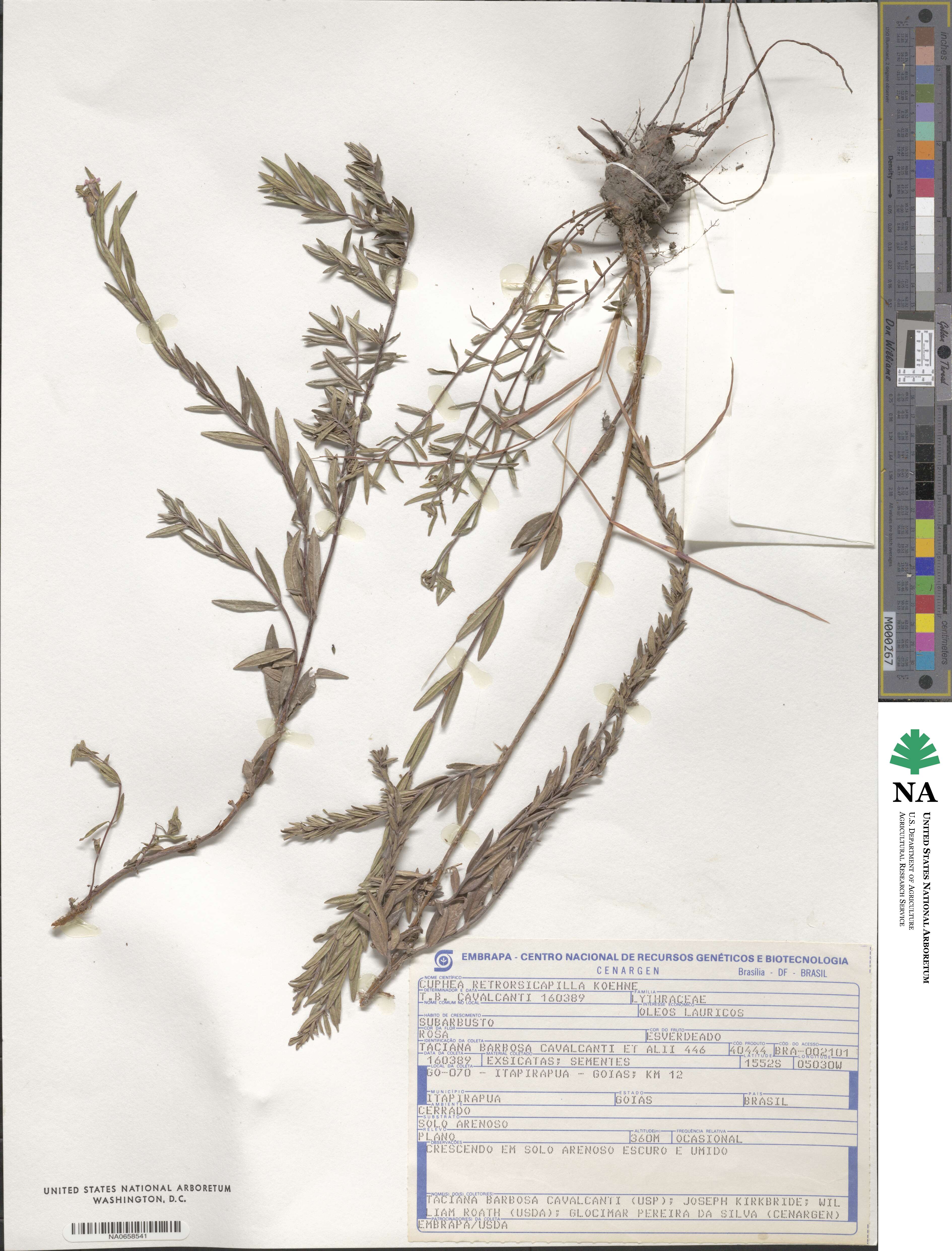 Cuphea retrorsicapilla image