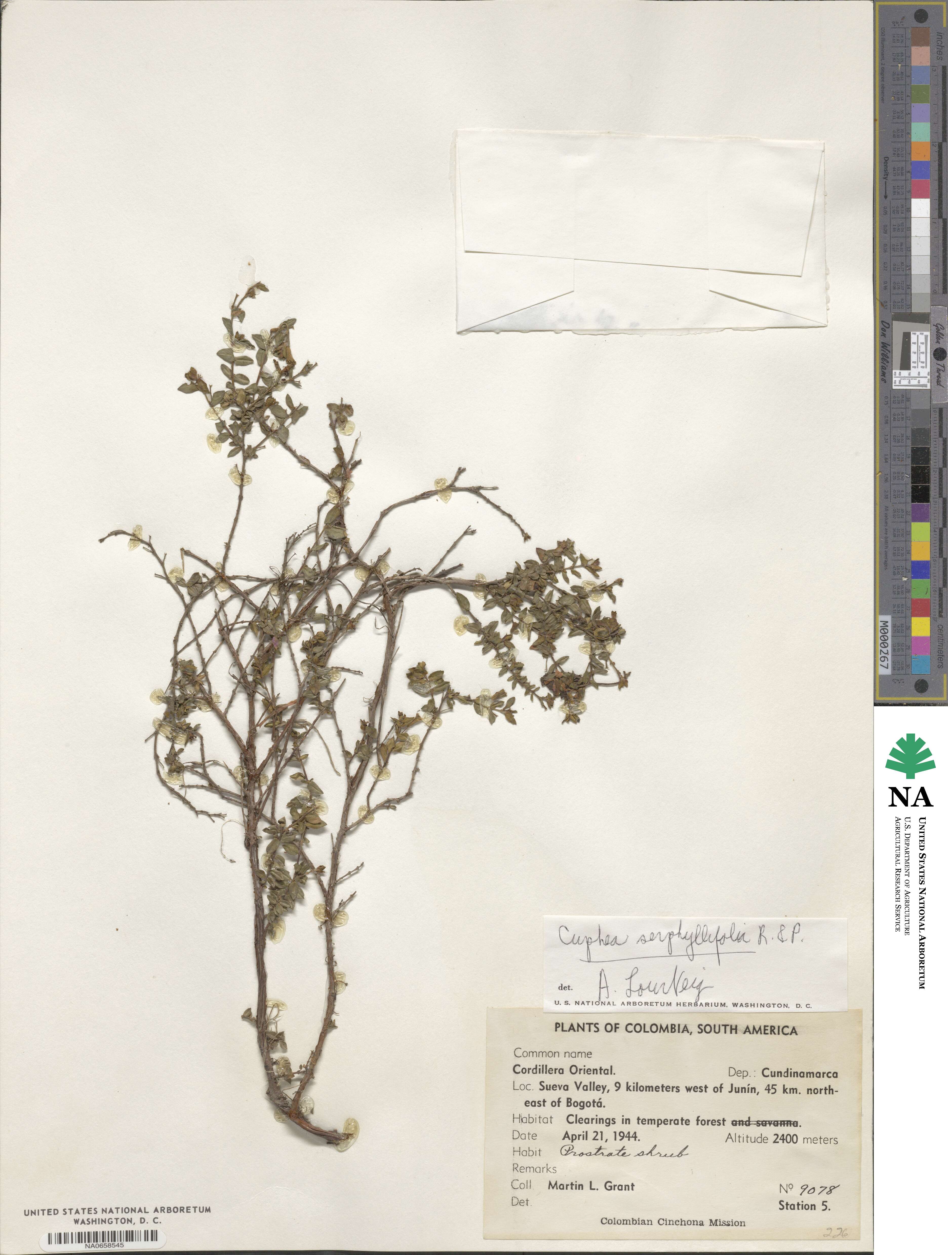 Cuphea serpyllifolia image