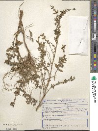 Cuphea ingrata image