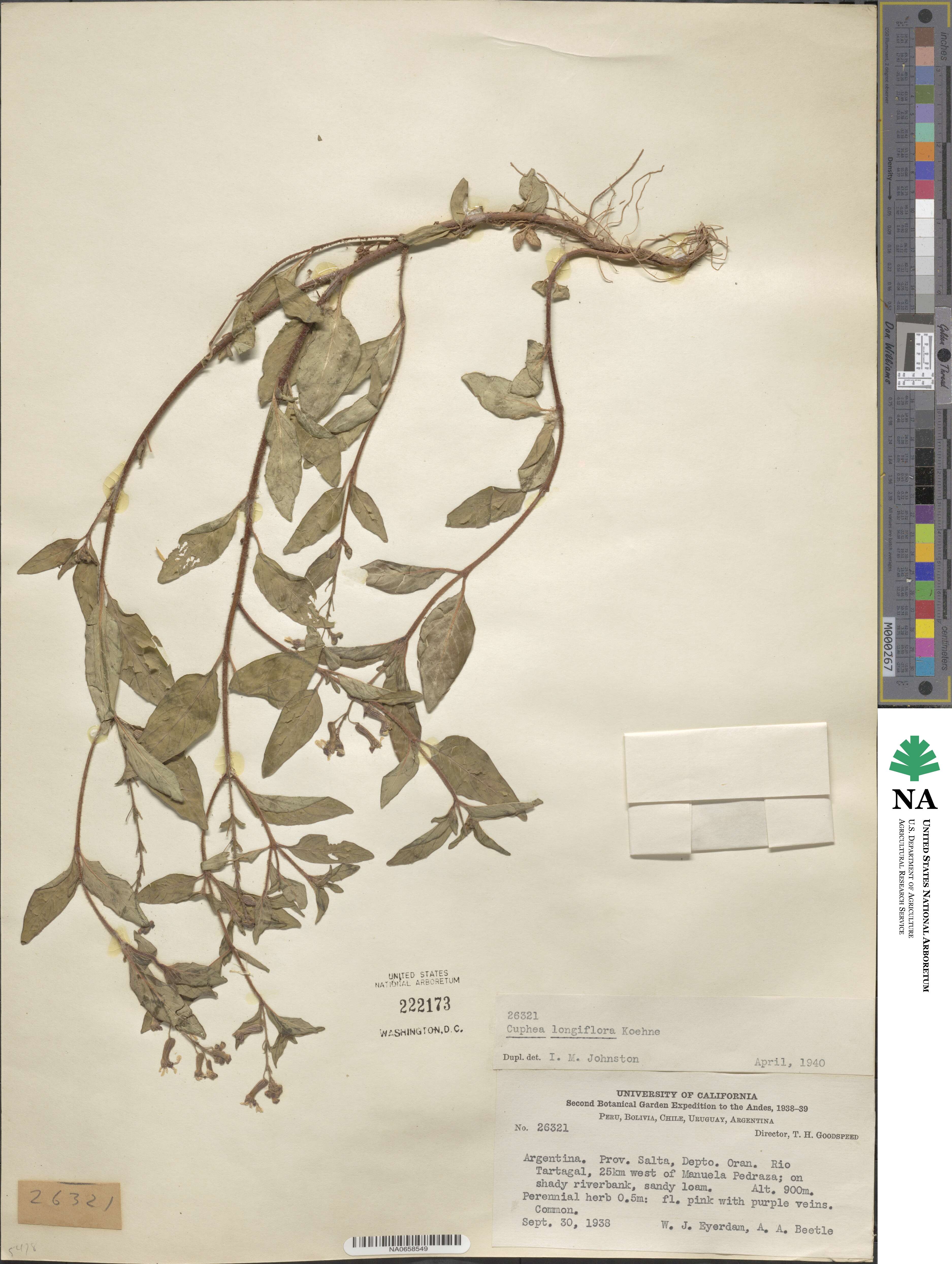 Cuphea racemosa subsp. longiflora image