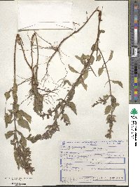 Cuphea lutescens image