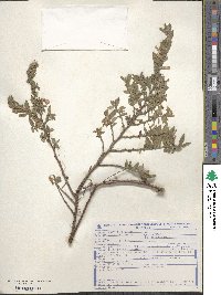 Cuphea lutescens image