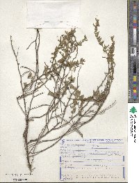 Cuphea lutescens image