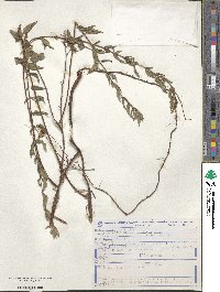 Cuphea lutescens image