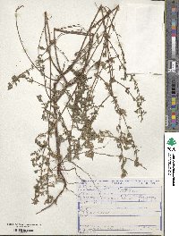 Cuphea lutescens image