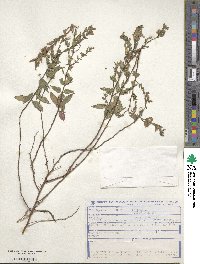 Cuphea lutescens image