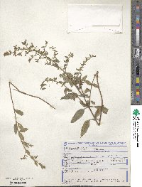 Cuphea lutescens image