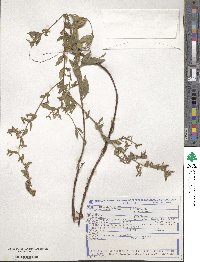 Cuphea lutescens image