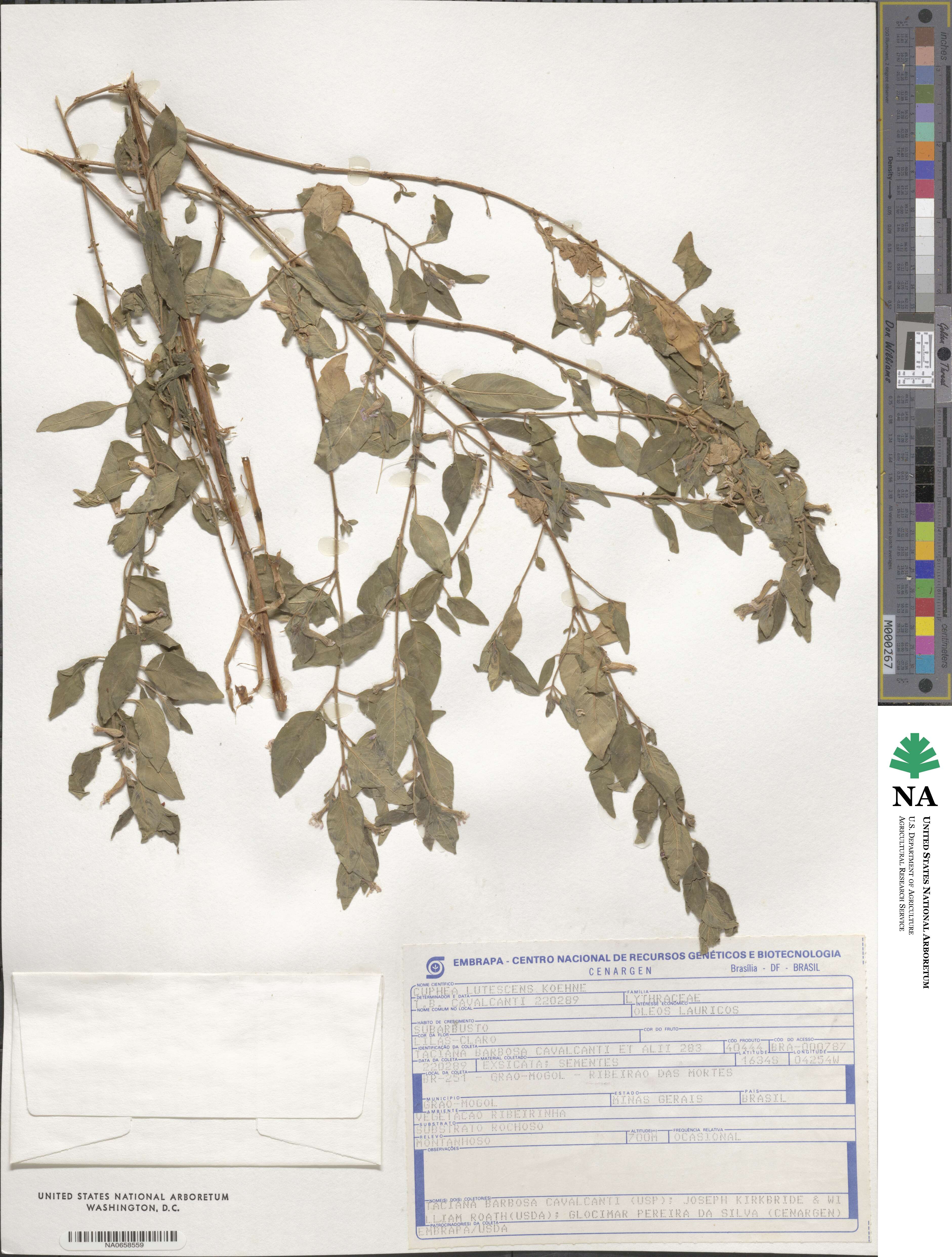 Cuphea lutescens image