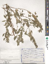 Cuphea lutescens image
