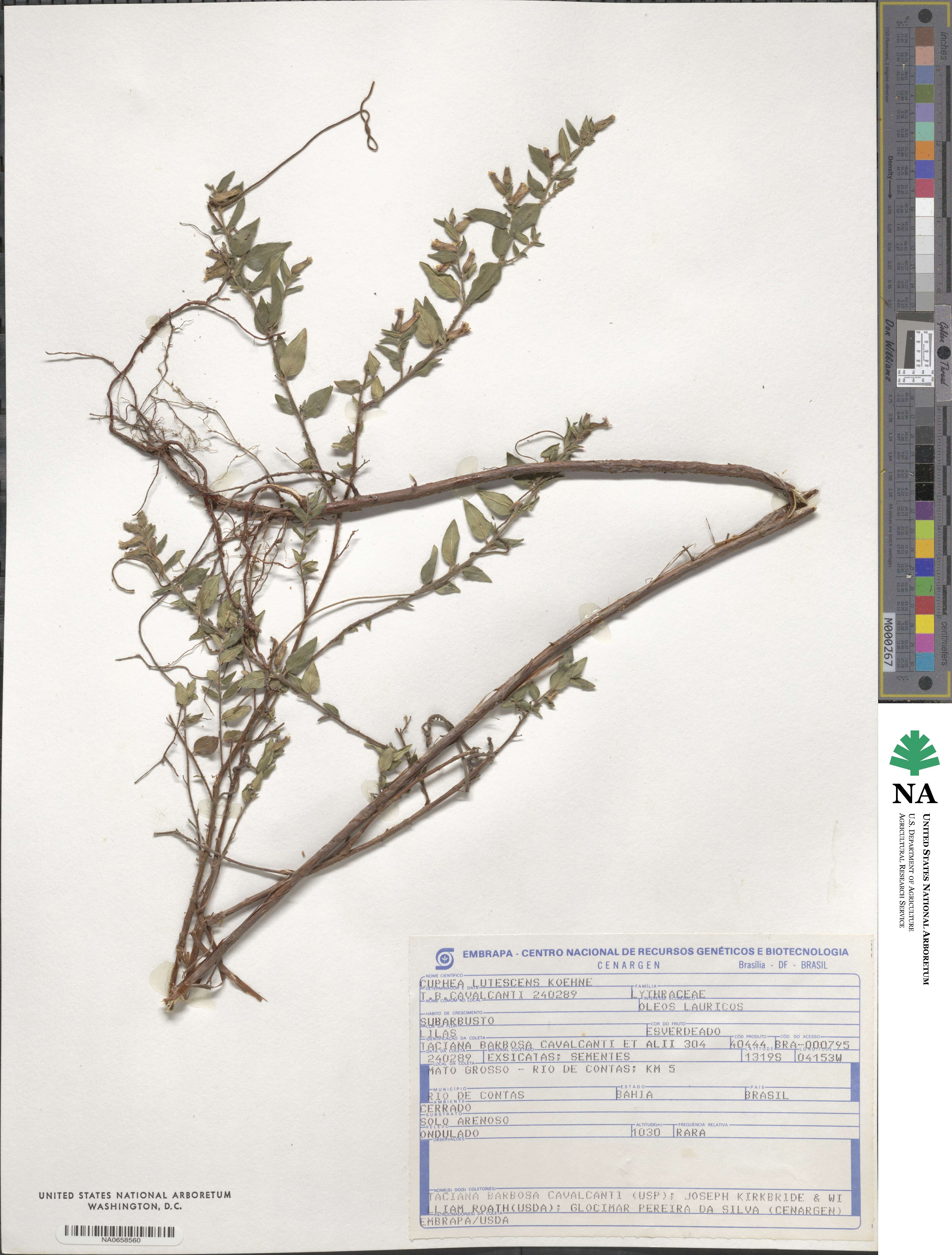 Cuphea lutescens image