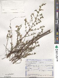Cuphea lutescens image