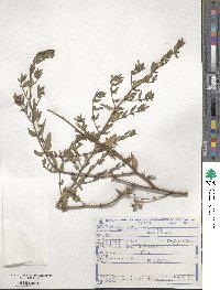 Cuphea lutescens image