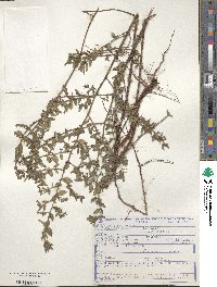 Cuphea lutescens image