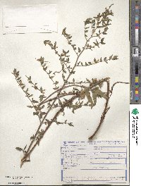 Cuphea lutescens image