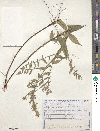 Cuphea lutescens image