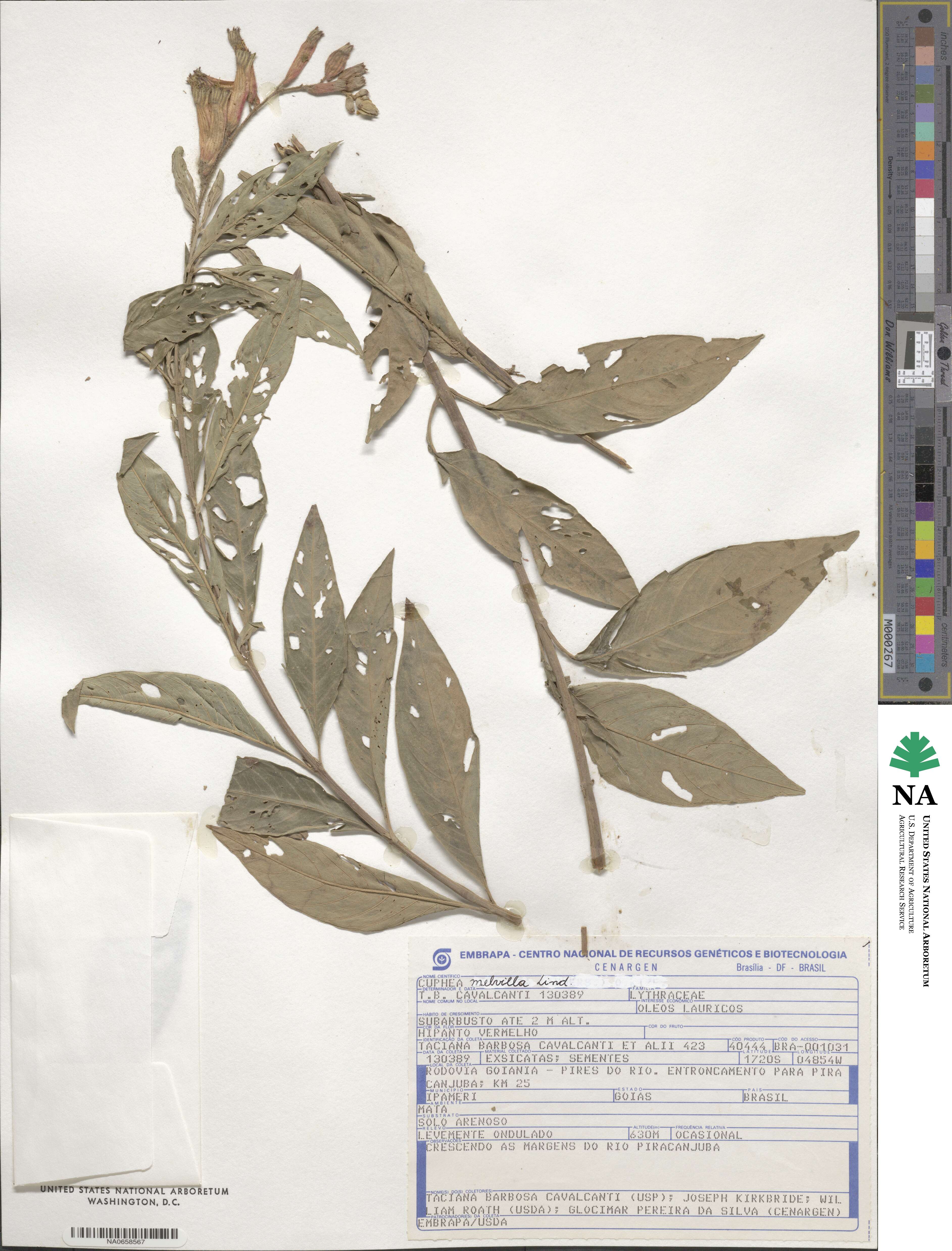 Cuphea melvilla image