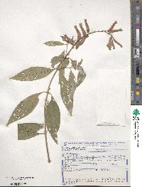 Cuphea melvilla image