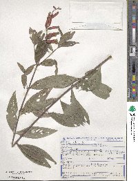 Cuphea melvilla image